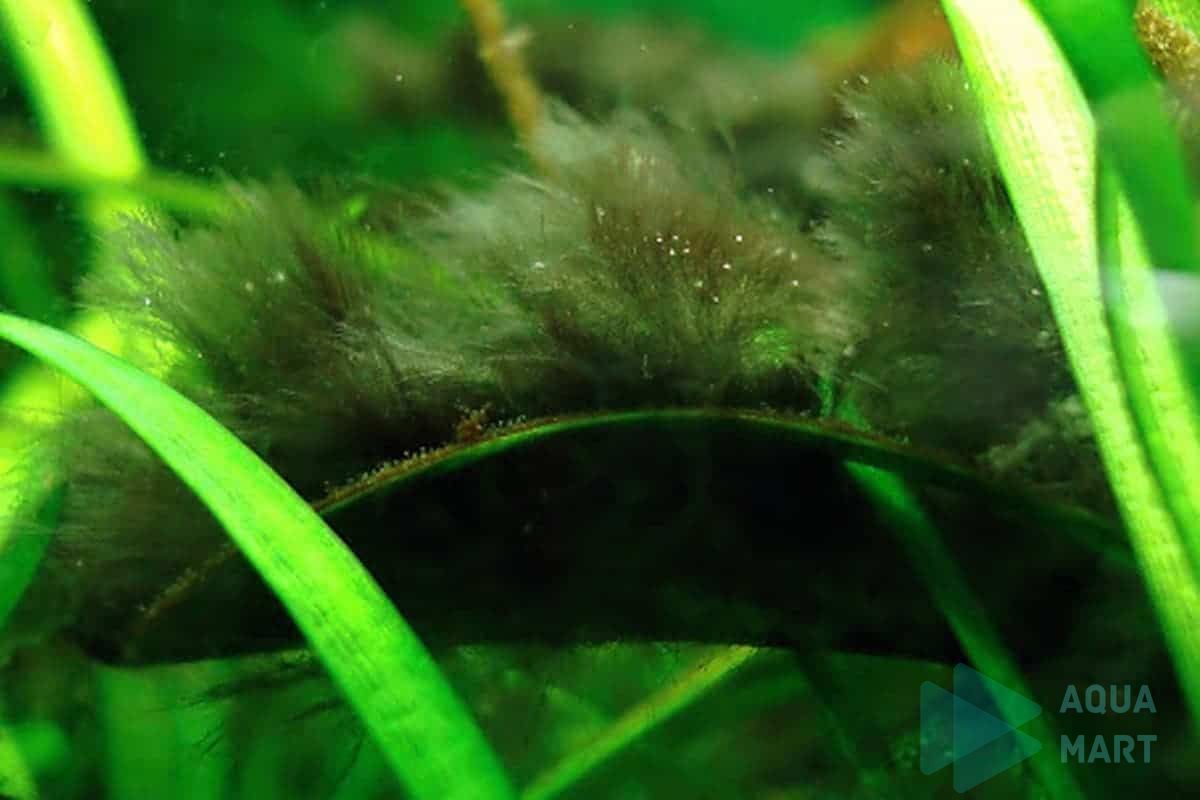 5 Nguyên nhân gây lên các loại tảo rêu hại thủy sinh và cách diệt rêu hại 5