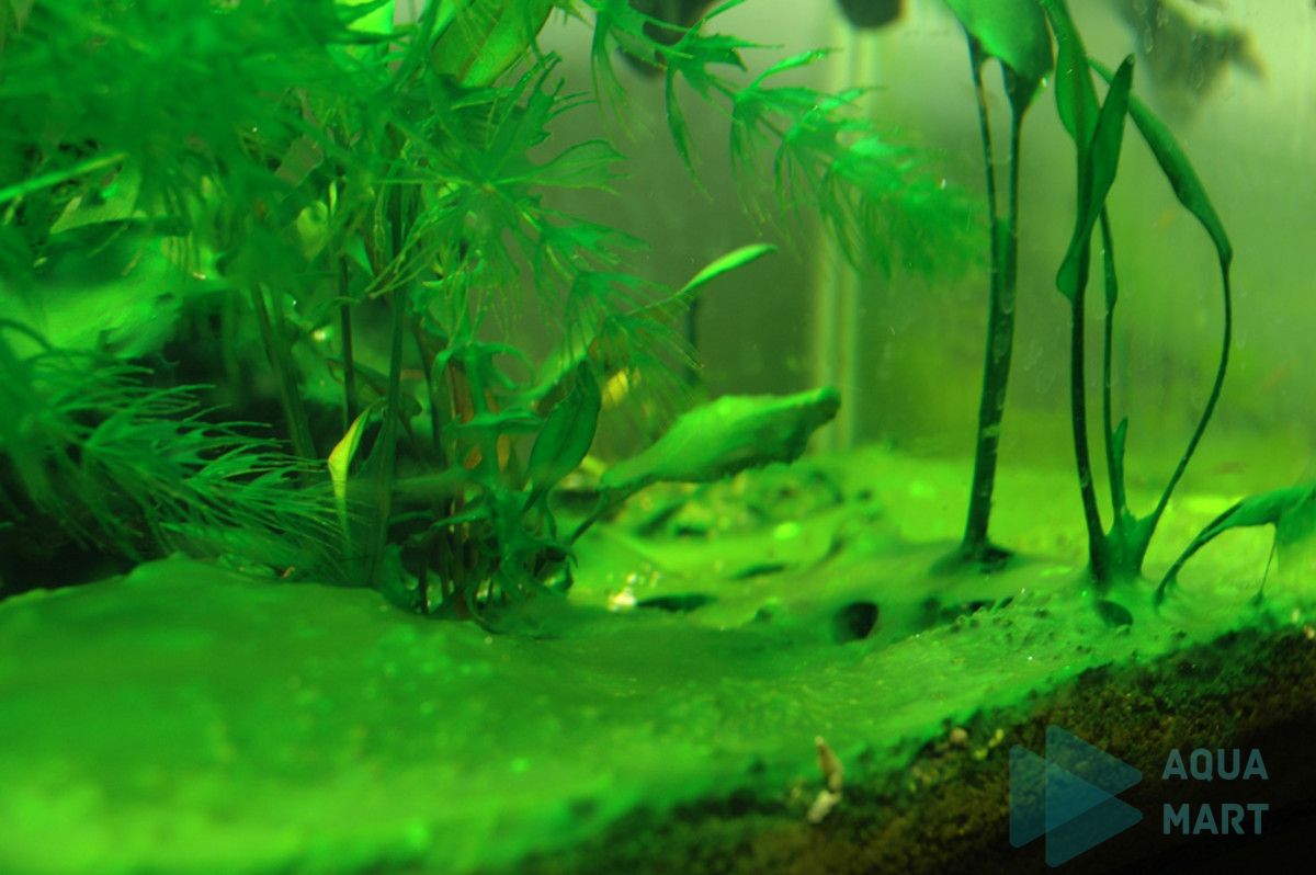 5 Nguyên nhân gây lên các loại tảo rêu hại thủy sinh và cách diệt rêu hại 4