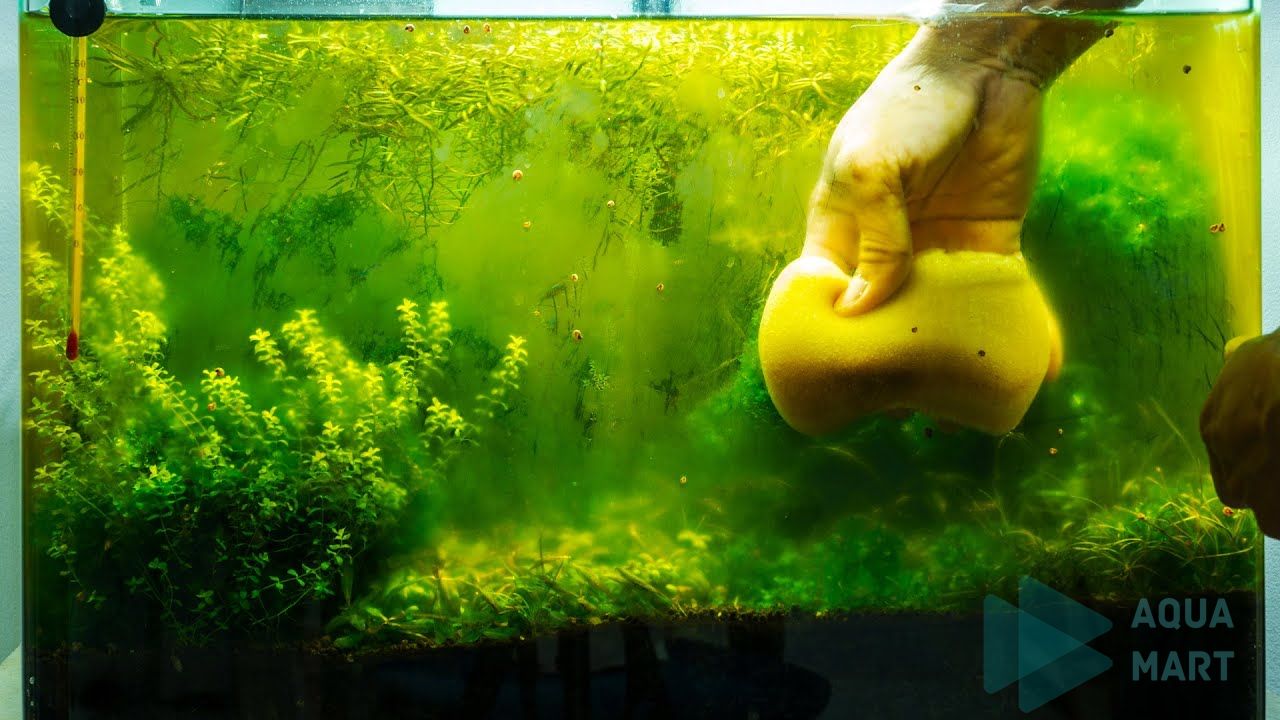 5 Nguyên nhân gây lên các loại tảo rêu hại thủy sinh và cách diệt rêu hại 6