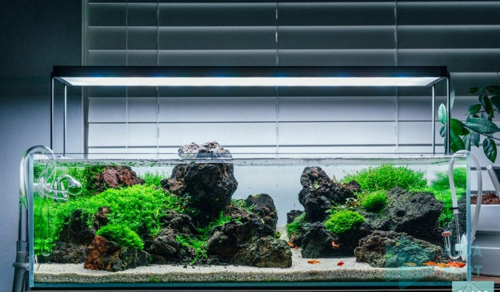 5 Nguyên nhân gây lên các loại tảo rêu hại thủy sinh và cách diệt rêu hại 3