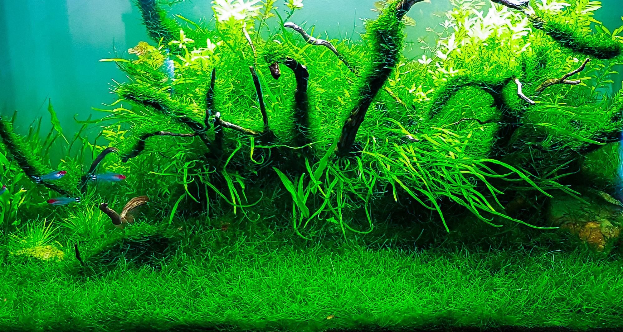 Hướng dẫn chăm sóc và cách trồng rêu java trong bể thủy sinh 2021 9