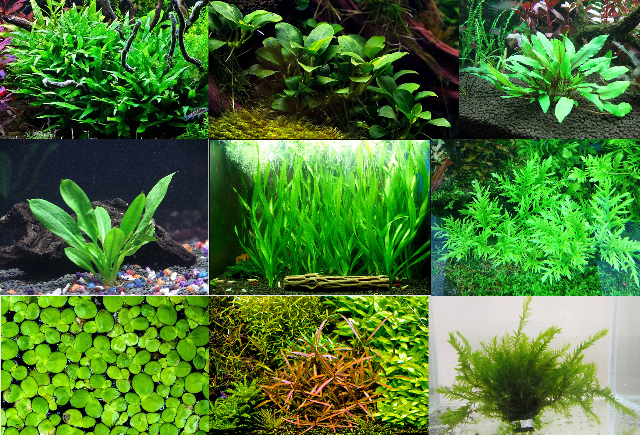 10 Loại cây thủy sinh không cần CO2 6