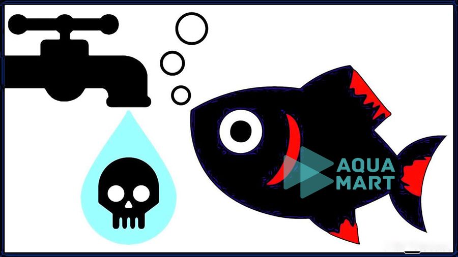 5 Cách khử clo trong nước máy để nuôi cá hiệu quả không chết 8